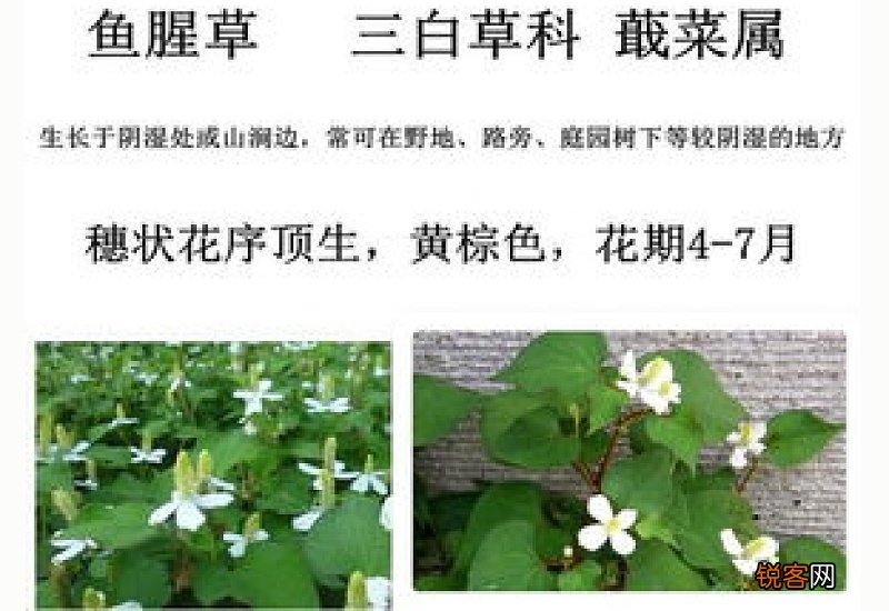 鱼腥草和车前草的区别