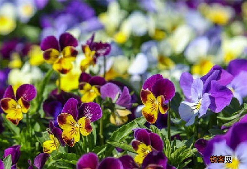 家里养四季海棠花好不好