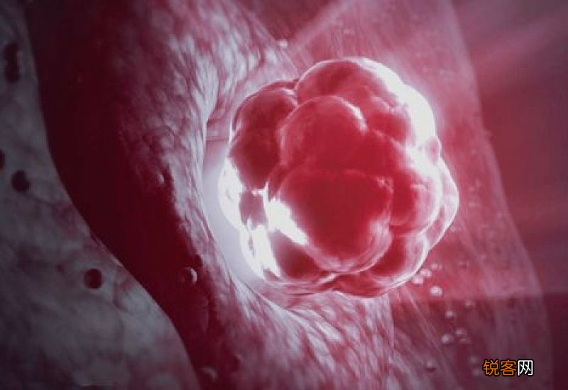 女性排卵一般几天