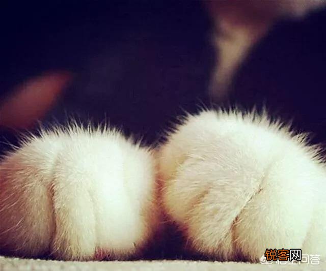 有没有粉色系和萌系的动漫女头？