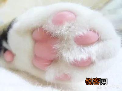 有没有粉色系和萌系的动漫女头？