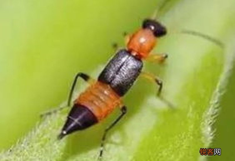 隐翅虫怎么消灭