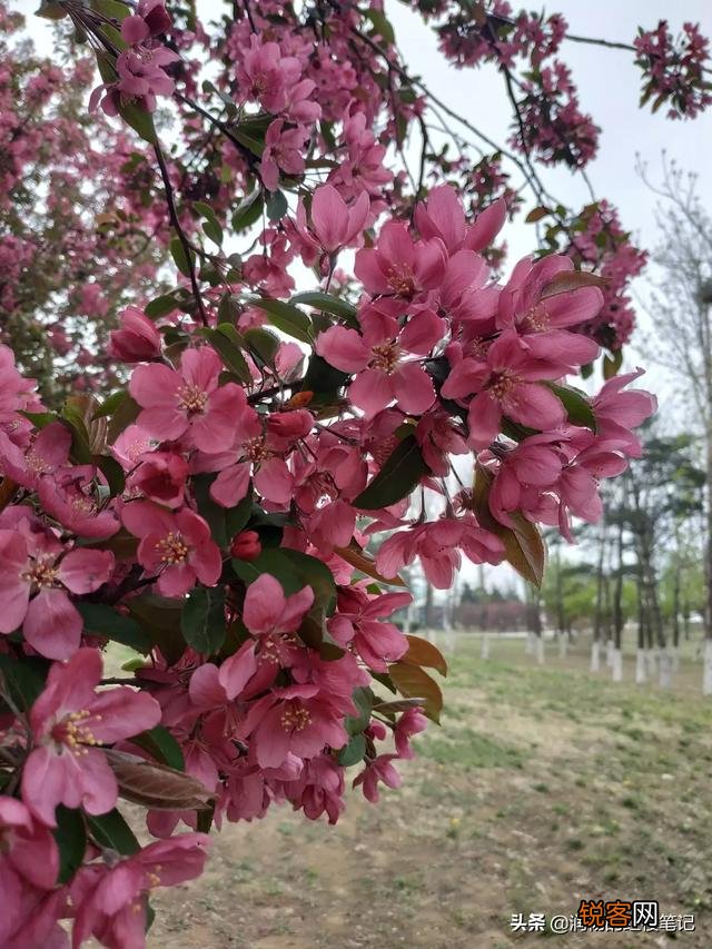 宝玉说院子里的海棠代表晴雯,袭人为何生气？袭人和晴雯,谁是海棠花？