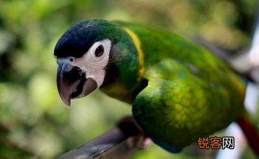 金领金刚鹦鹉的简介 金领金刚鹦鹉的产地