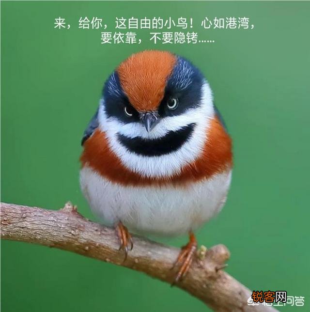 唐僧如果对孙悟空不戴紧箍咒,沙和尚和猪八戒将会有怎样的表现？