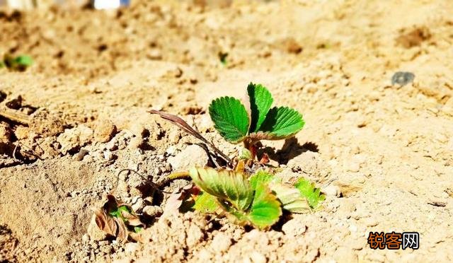 如何理解俗语:“雷打真孝子,财发狠心人”？