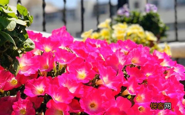 如何理解俗语:“雷打真孝子,财发狠心人”？