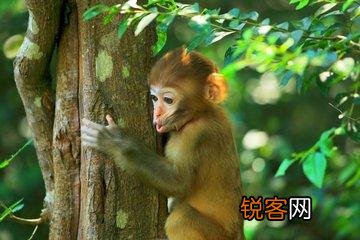 孙悟空大闹地府,划掉猴族的生死簿,为何猴子还是会死呢？