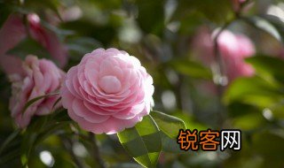 什么的花朵 什么的花朵填空