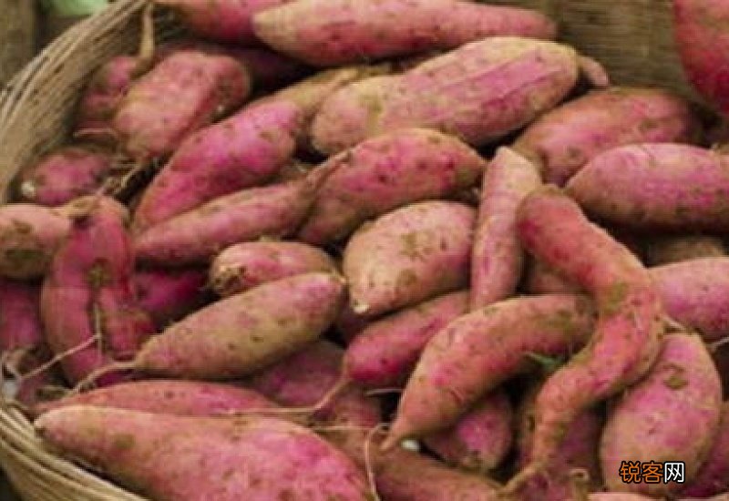 红薯放哪里不容易烂