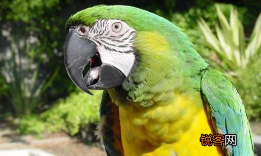 军舰金刚鹦鹉的简介 军舰金刚鹦鹉的产地
