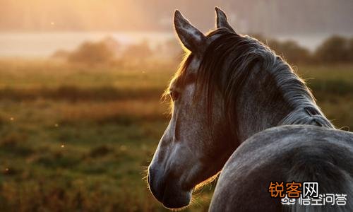 第二次鸦片战争中,抢掠并火烧圆明园的悲剧是怎样发生的？