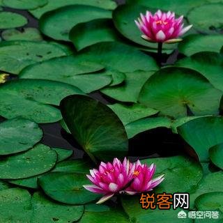 我们的圆明园是谁烧的？