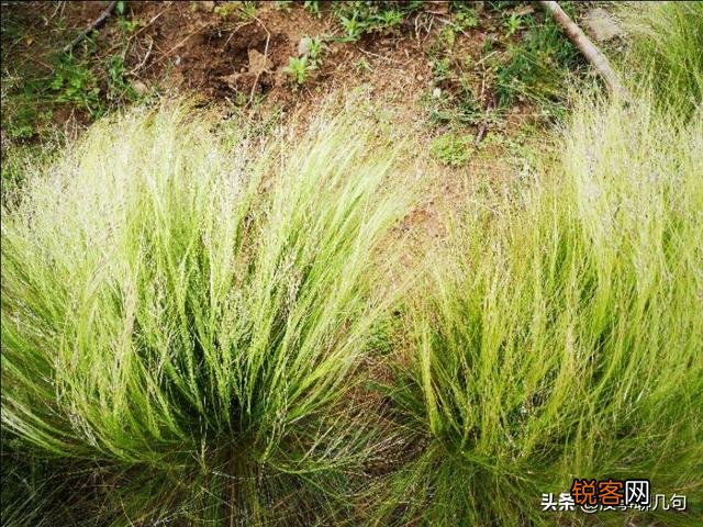 有多少人是为了爱而杀人的？