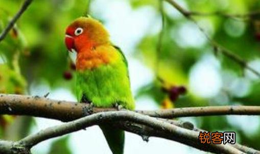 快速鹦鹉的饲养方法 快速鹦鹉的特征