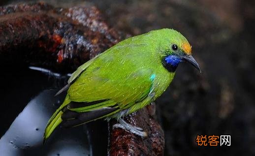 蓝翅金刚鹦鹉的饲养方法 蓝翅金刚鹦鹉的寿命