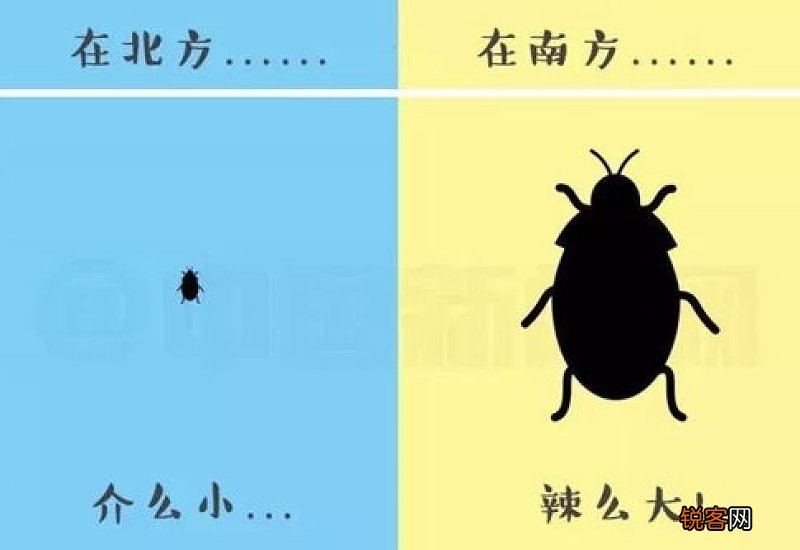 北方蟑螂长啥样