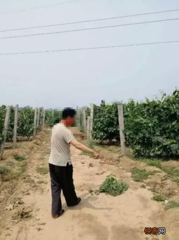 保定男子王某杀害大伯一家四口,他到底是被逼成魔还是原本就残暴？