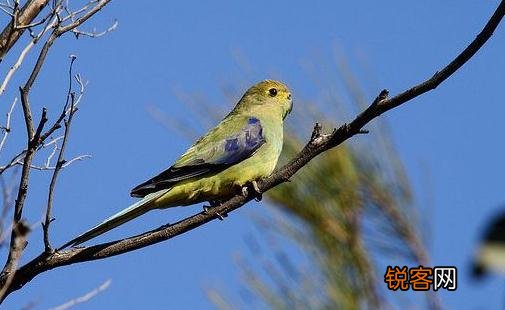 蓝翅金刚鹦鹉的简介 蓝翅金刚鹦鹉的产地