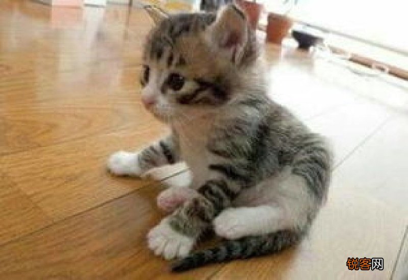 死老鼠的臭味有毒吗