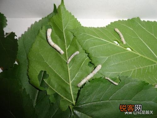 明朝历史上轰动大江南北的\＂蚕神杀人事件\＂,究竟是怎么回事？