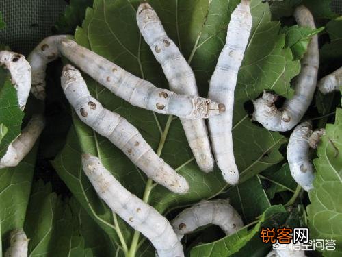 明朝历史上轰动大江南北的\＂蚕神杀人事件\＂,究竟是怎么回事？