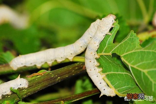 明朝历史上轰动大江南北的\＂蚕神杀人事件\＂,究竟是怎么回事？