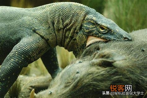 科莫多巨蜥吃人吗？
