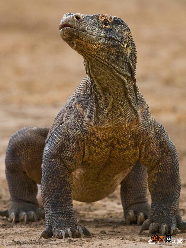 科莫多巨蜥吃人吗？