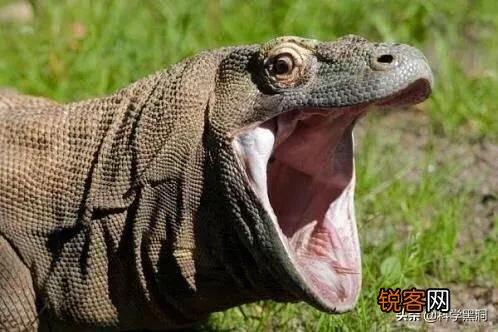 科莫多巨蜥吃人吗？