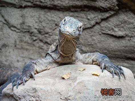 科莫多巨蜥吃人吗？