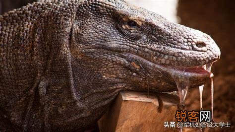 科莫多巨蜥吃人吗？