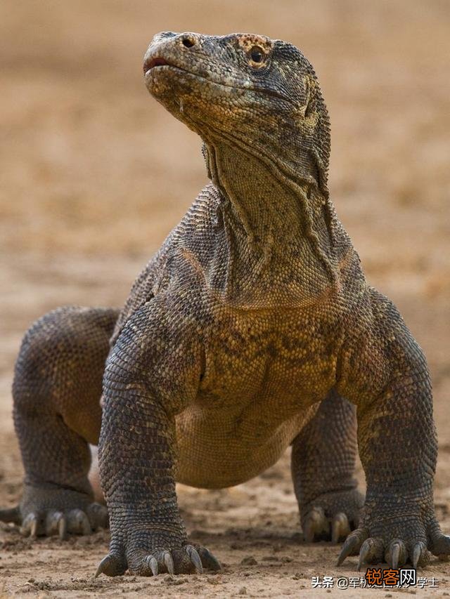 科莫多巨蜥吃人吗？