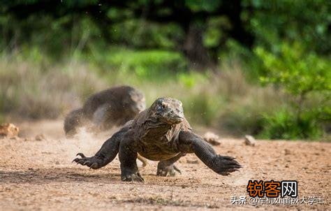 科莫多巨蜥吃人吗？