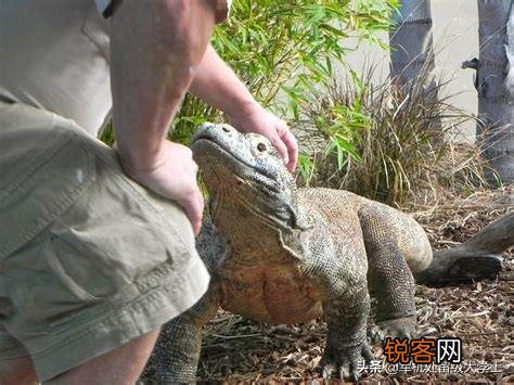 科莫多巨蜥吃人吗？