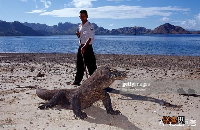 科莫多巨蜥吃人吗？