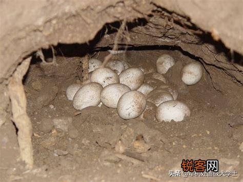 科莫多巨蜥吃人吗？