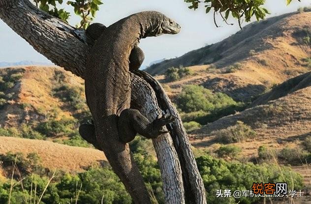 科莫多巨蜥吃人吗？