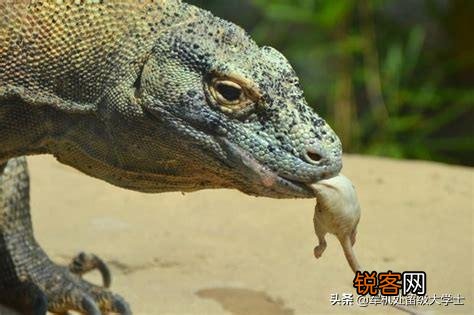科莫多巨蜥吃人吗？