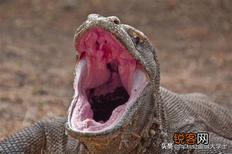 科莫多巨蜥吃人吗？