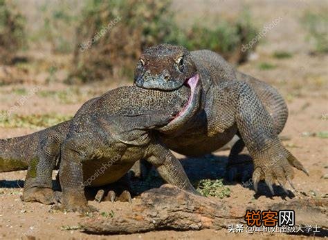 科莫多巨蜥吃人吗？