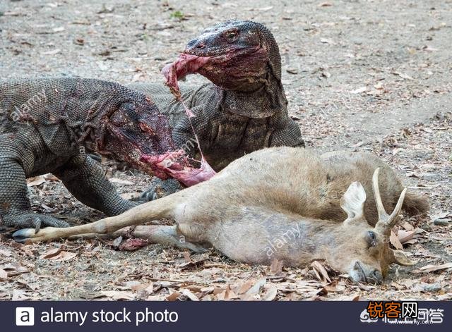 科莫多巨蜥吃人吗？