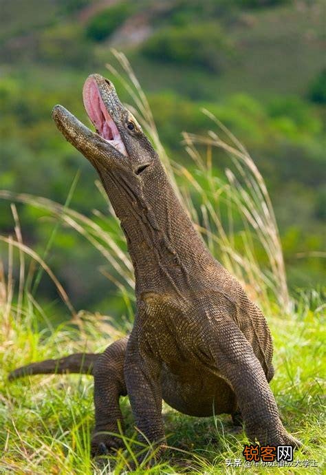 科莫多巨蜥吃人吗？