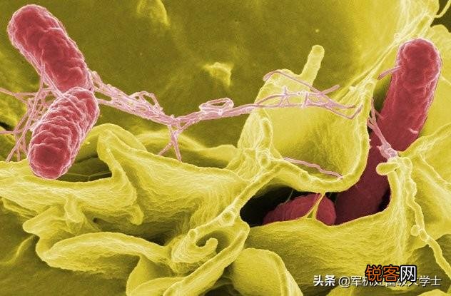 科莫多巨蜥吃人吗？