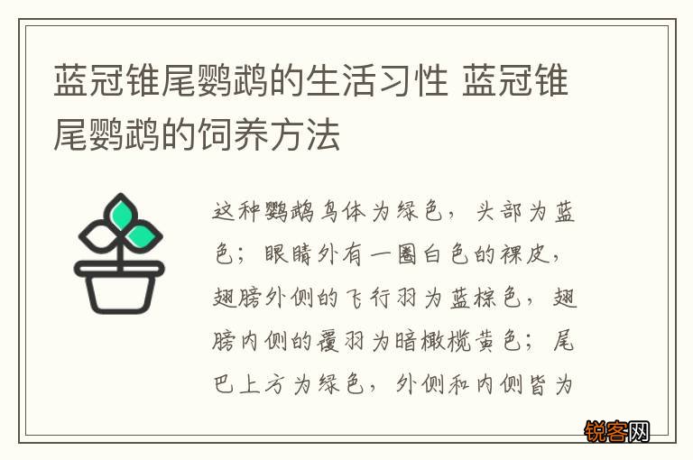 蓝冠锥尾鹦鹉的生活习性 蓝冠锥尾鹦鹉的饲养方法