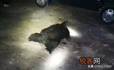 突发惨案！母亲送儿上学读书遭黑熊咬死,两名搜救村民遇袭身亡,这是怎么了？