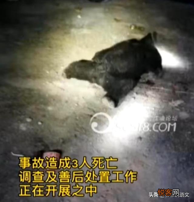 突发惨案！母亲送儿上学读书遭黑熊咬死,两名搜救村民遇袭身亡,这是怎么了？