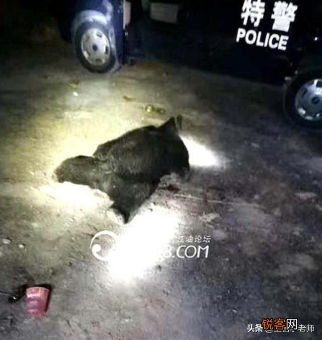 突发惨案！母亲送儿上学读书遭黑熊咬死,两名搜救村民遇袭身亡,这是怎么了？