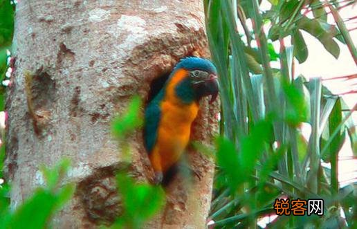 蓝喉金刚鹦鹉是什么？蓝喉金刚鹦鹉的产地