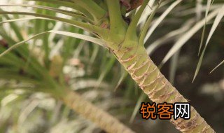 龙血树是什么意思 龙血树解释